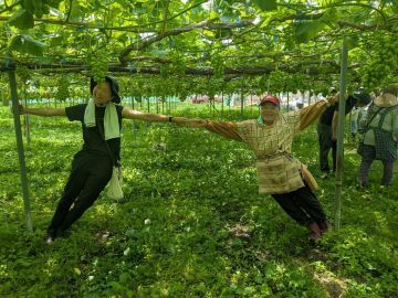 ゴヘイのぶどう園-5