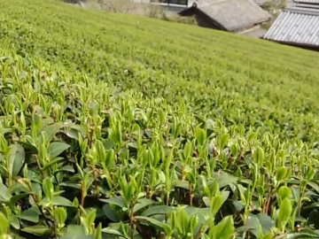 株式会社上嶋爽禄園-4