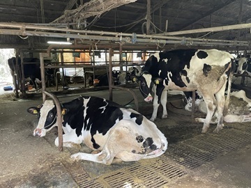 中村牧場(滋賀県)-2