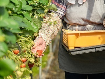 株式会社讃久農園(さんきゅうのうえん)-4