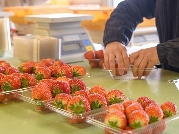 株式会社讃久農園(さんきゅうのうえん)-5