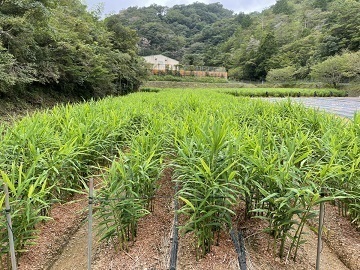 吉本農園【長期アルバイト】-3