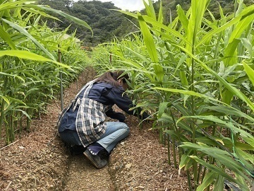 吉本農園【長期アルバイト】-8