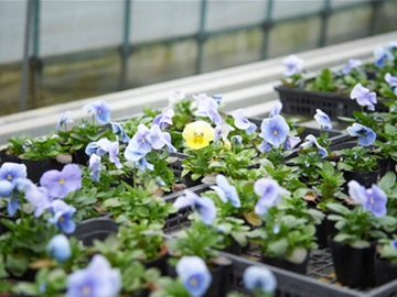 広島県竹原市×花卉/法人【32505】-top