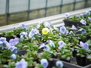 広島県竹原市×花卉/法人【32505】-top