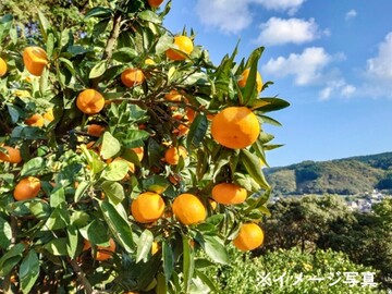 愛媛県西伊方町×果樹/法人【43133】-2