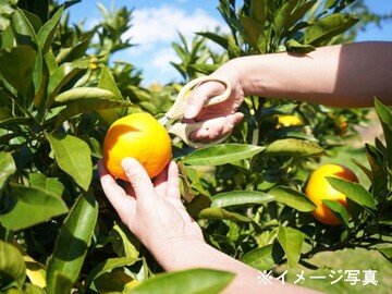 愛媛県西伊方町×果樹/法人【43133】-3