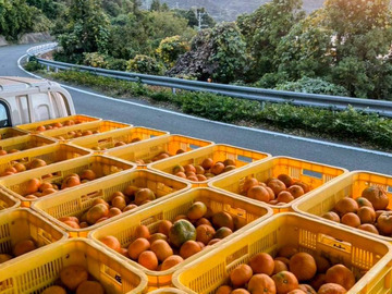 愛媛県西伊方町×果樹/法人【43133】-4