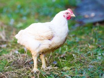 エスファクトリー千葉株式会社-top