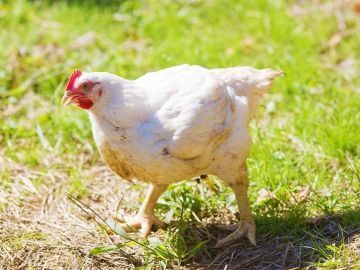 エスファクトリー千葉株式会社-1