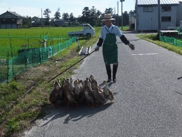 有限会社加藤農場-2