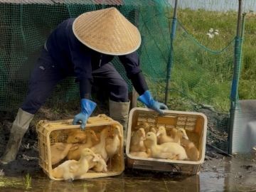 有限会社加藤農場-3