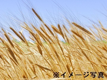 新潟県阿賀野市×稲作・畑作/法人【43143】-2