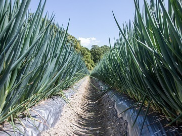 大分県九重町×露地野菜/法人【43145】-top