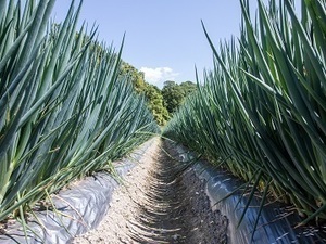 大分県九重町×露地野菜/法人【43145】-top