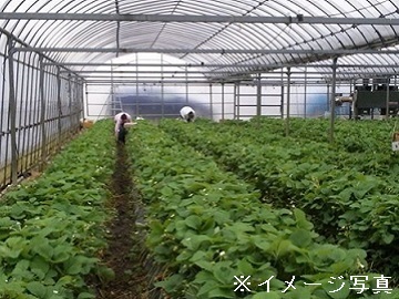 愛知県田原市×施設野菜/個人【43146】-2