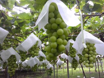 有限会社丸山フルーツ農園-5