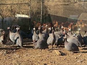 株式会社KAORU FARM-top