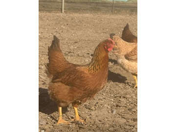 株式会社KAORU FARM-1