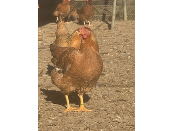 株式会社KAORU FARM-6