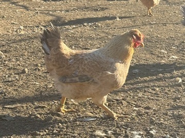 株式会社KAORU FARM-3