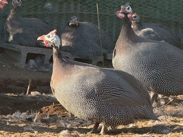 株式会社KAORU FARM-4