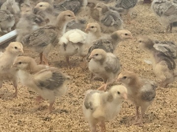 株式会社KAORU FARM-2