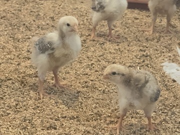 株式会社KAORU FARM-5