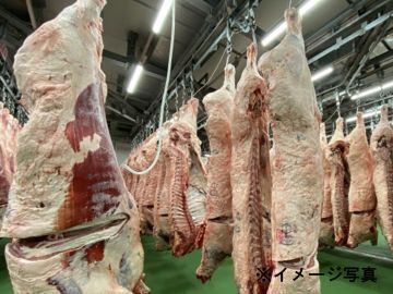 熊本県錦町×牛枝肉の仕入/法人【43150】-2