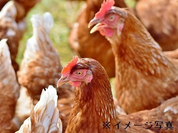 長野県軽井沢町×農園/個人【43154】-2