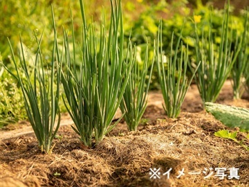 長野県軽井沢町×農園/個人【43154】-1