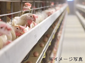 岐阜県山県市×養鶏/法人【43156】-2