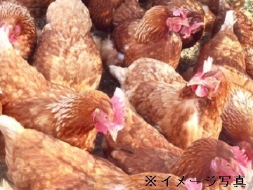 株式会社イーダブルニュートリション・ジャパン【岐阜県:抗原製造】-1