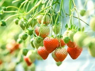 香川県観音寺市×施設野菜/法人【43149】-top