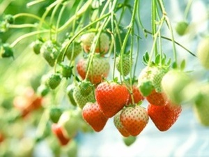 香川県観音寺市×施設野菜/法人【43149】-top