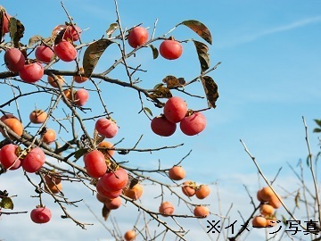 有限会社三共青果【農場】-2