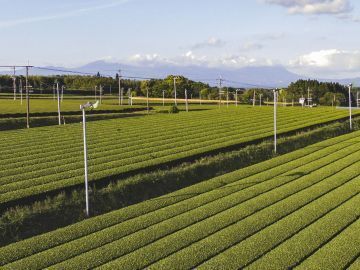 有限会社末重製茶-1