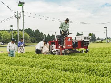 有限会社末重製茶-6