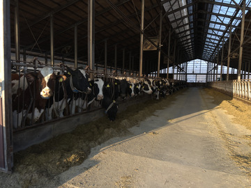 遠藤牧場(厚岸町)-2