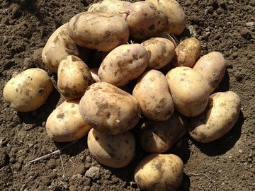 有限会社やまだファーム-2