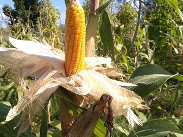 有限会社やまだファーム-3