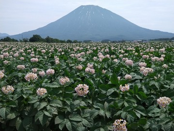 有限会社やまだファーム-4
