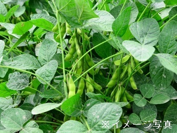 長野県飯山市×露地野菜/法人【43170】-top