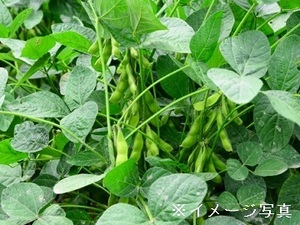 長野県飯山市×露地野菜/法人【43170】-top