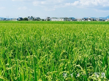 埼玉県杉戸町×稲作・露地野菜/法人【43172】-1
