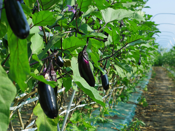 株式会社ハミーファーム-1