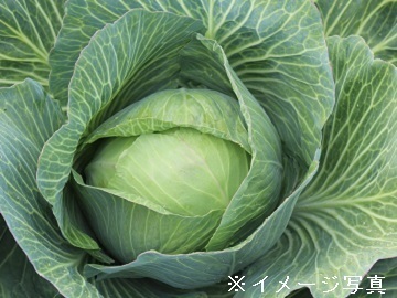 静岡県磐田市×露地野菜/法人【43176】-2