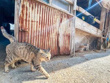 有限会社阿波キャトル-7