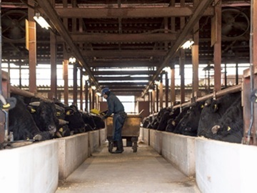 有限会社京都丹波牧場-7