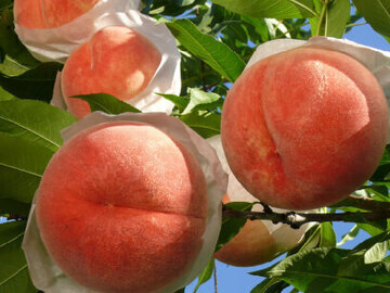 マンカ流通グループ(中途)【大阪府:青果流通】-4